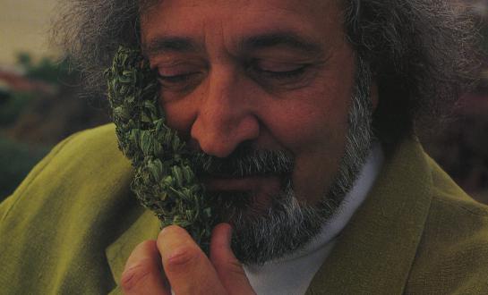 Jack Herer